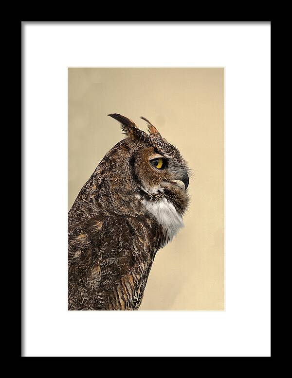 Great Horned Owl Framed Print featuring the photograph Great Horned Owl by Michael Gordon