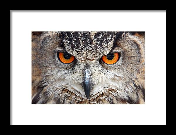 Great Horned Owl Framed Print featuring the photograph Great horned Owl by Pierre Leclerc Photography