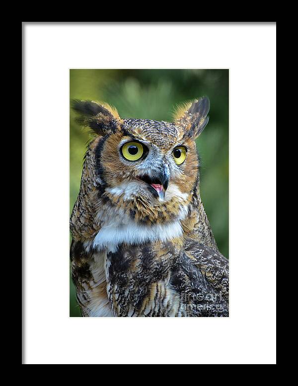 Great Horned Owl Framed Print featuring the photograph Great Horned Owl Smiling by Amy Porter