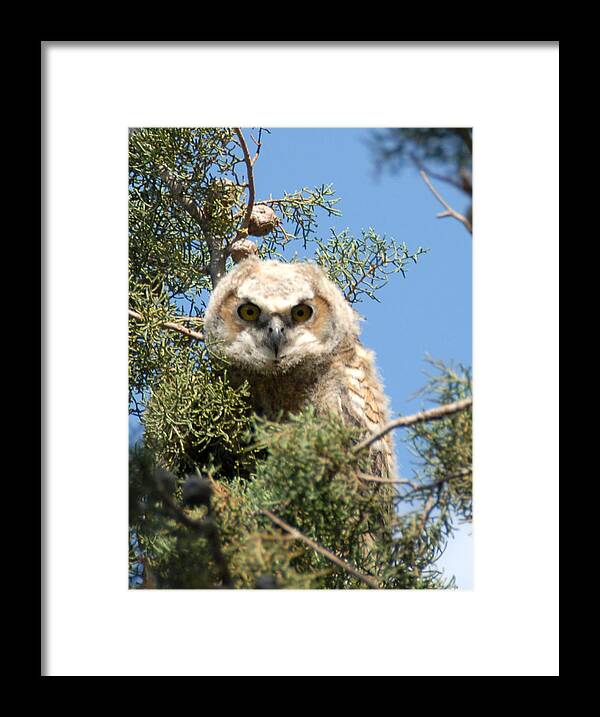 Owlet Framed Print featuring the photograph Great Horned Owlet by Bill Hyde