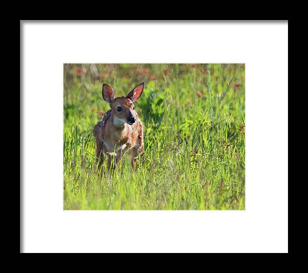 Deer Framed Print featuring the photograph Great Meadows Fawn by Art Cole