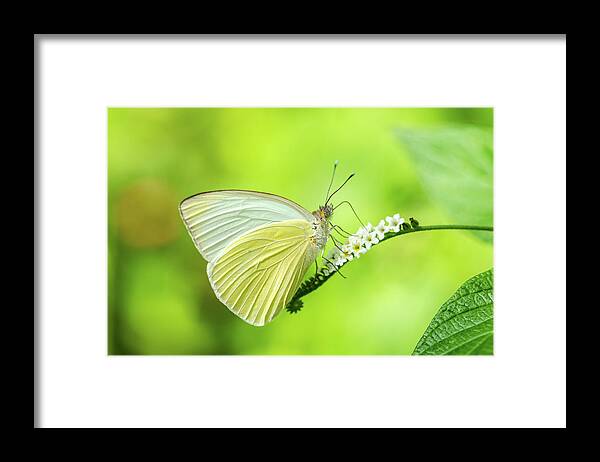 Butterfly Framed Print featuring the photograph Great Southern White Butterfly Drinking Nectar by Artful Imagery