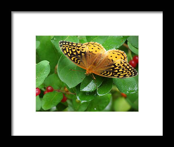 Butterfly Framed Print featuring the photograph Great Spangled Fritillary by Azthet Photography