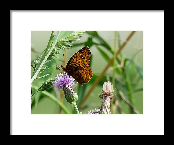 Great Spangled Fritillary Framed Print featuring the photograph Great Spangled Fritillary by Holden The Moment