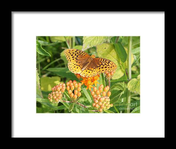 Butterfly Framed Print featuring the photograph Great Spangled Fritillary on Butterfly Weed by Robert E Alter Reflections of Infinity