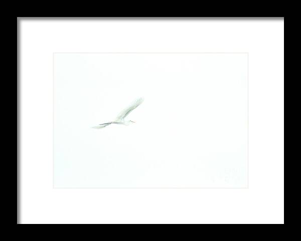Great White Egret Framed Print featuring the photograph Great White Egret Impressionistic Style by John Harmon