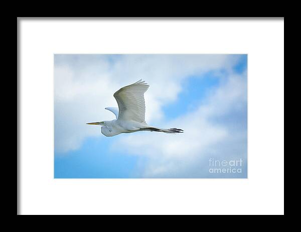 Great Framed Print featuring the photograph Great White in Flight by Quinn Sedam