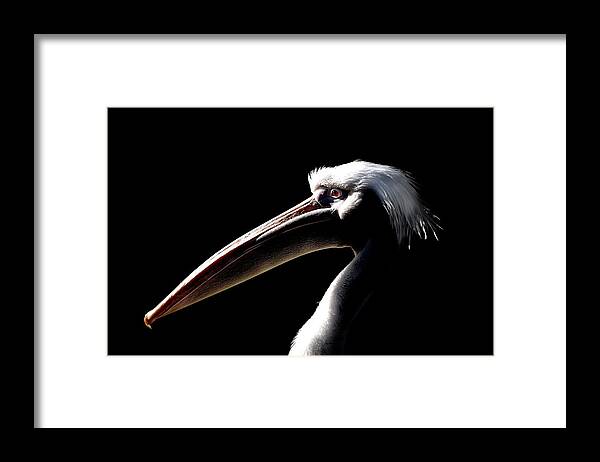 Great White Pelican Framed Print featuring the photograph Great White Pelican by Mark Rogan