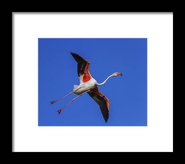 Flamingo Framed Print featuring the photograph Greater flamingo, phoenicopterus roseus, Camargue, France by Elenarts - Elena Duvernay photo