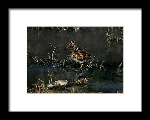 Painted Framed Print featuring the photograph Greater Painted Snipe by Manjot Singh Sachdeva