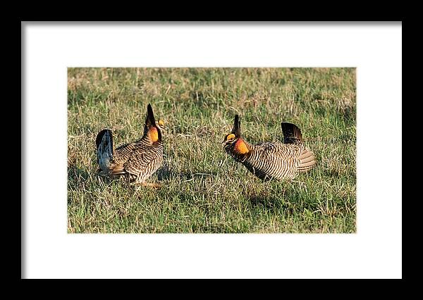 Greater Prairie Chicken Framed Print featuring the photograph Greater Prairie Chicken Males 3 by David Drew