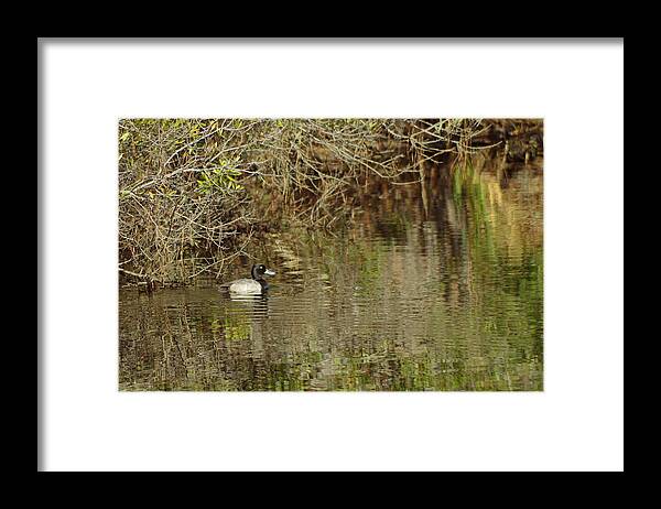 Greater Framed Print featuring the photograph Greater Scaup by Aaron Rushin