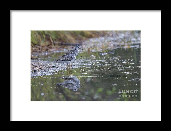 Greater Yellowlegs Framed Print featuring the photograph Greater Yellowlegs Reflected by Eva Lechner