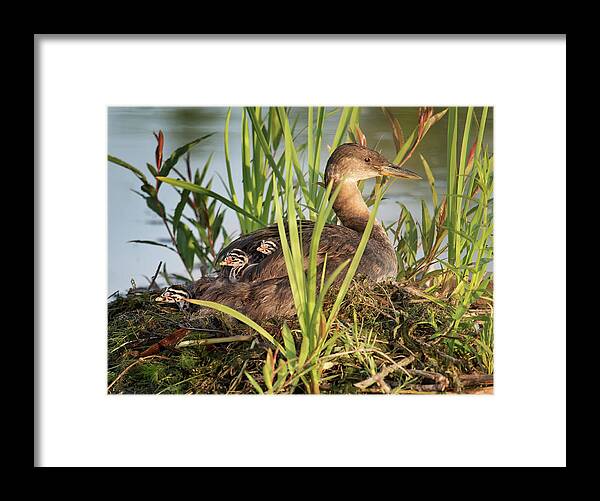 Gta Framed Print featuring the photograph Grebe and Chicks by Tracy Munson