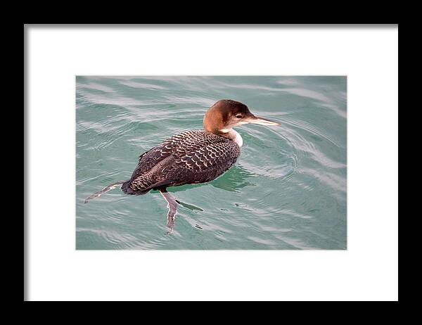 Bird Framed Print featuring the photograph Grebe in the Water by AJ Schibig