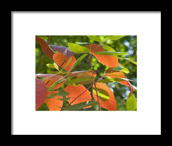 Leaves Framed Print featuring the photograph Green And Orange Leaves by Robert VanDerWal