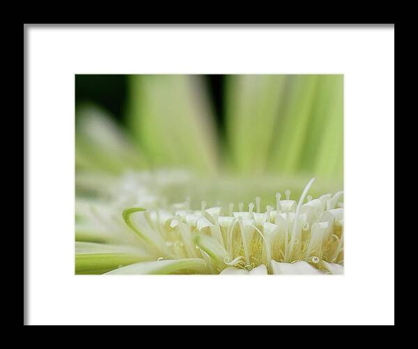 Green White Gerbera Framed Print featuring the photograph Green and White Gerbera by Debra Sabeck