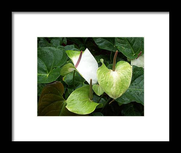 Anthuriums Framed Print featuring the photograph Green Anthuriums by Elise Boam