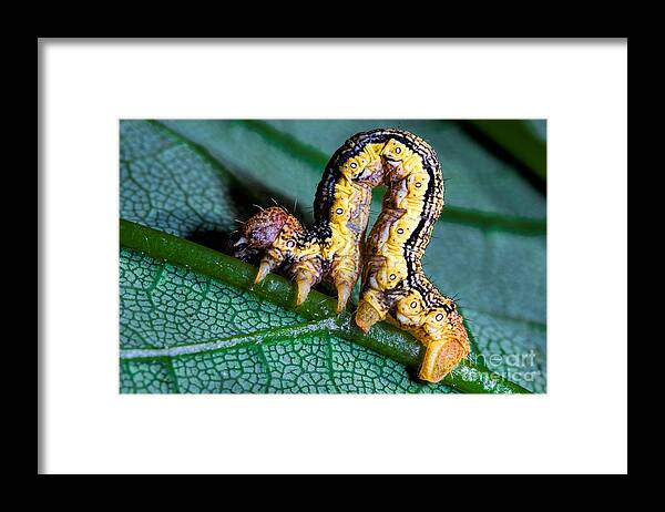 Allophyes Oxyacanthae Framed Print featuring the photograph Green-brindled Crescent by Joerg Lingnau