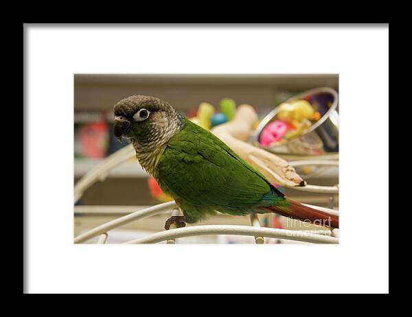 Conures Framed Print featuring the photograph Green-Cheeked Conure by Jill Lang