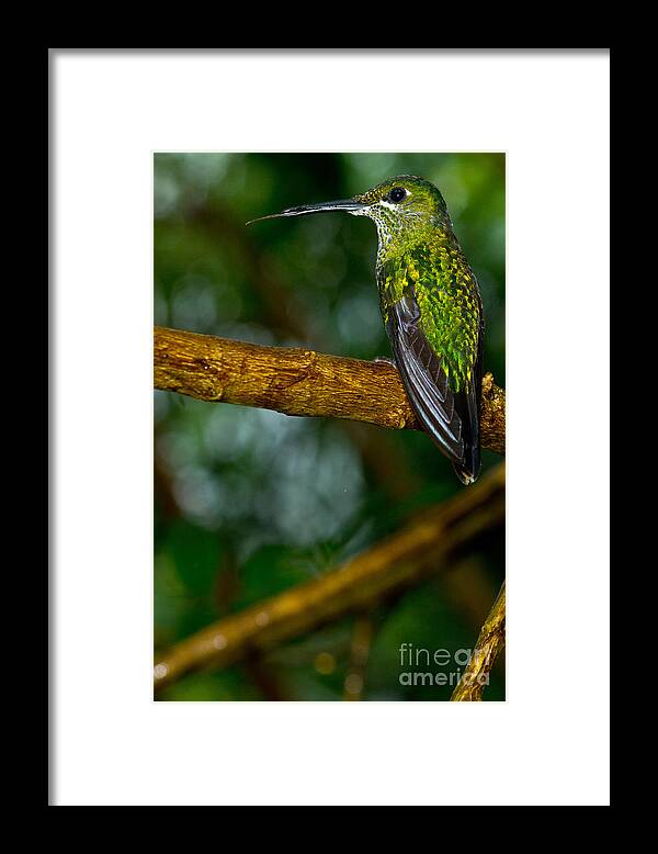 Green-crowned Brilliant Framed Print featuring the photograph Green-crowned Brilliant Hummingbird by Dant Fenolio