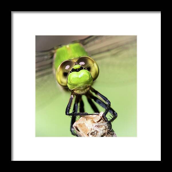 Minnesota Framed Print featuring the photograph Green Dragonfly Face by Jim Hughes