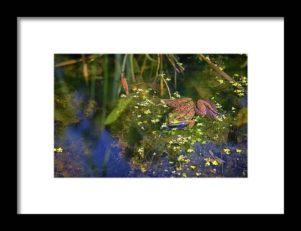 Green Frog Framed Print featuring the photograph Green Frog In The Pond by Rick Berk
