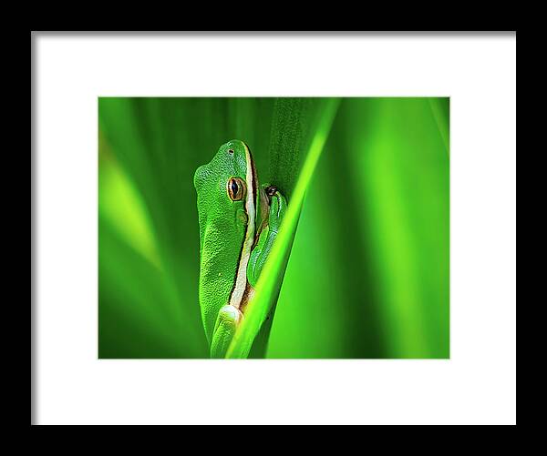 Frog Framed Print featuring the photograph Green Frog in Vegetation by Brad Boland