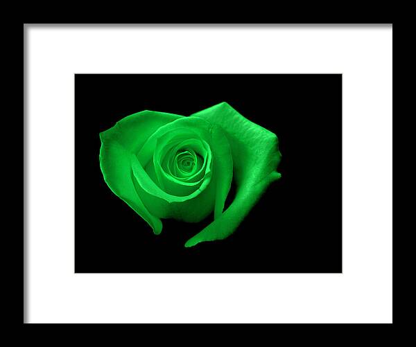 Green Framed Print featuring the photograph Green Heart-Shaped Rose by Glennis Siverson