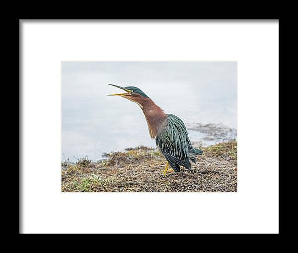 Green Framed Print featuring the photograph Green Heron 1336 by Tam Ryan