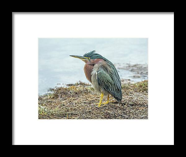 Green Framed Print featuring the photograph Green Heron 1340 by Tam Ryan
