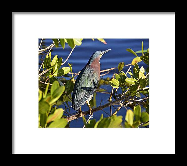 Heron Framed Print featuring the photograph Green Heron by Carol Bradley