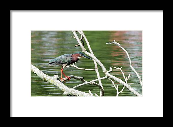 Green Heron Framed Print featuring the photograph Green Heron by Sam Rino