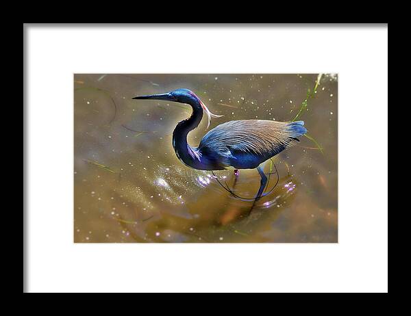  Framed Print featuring the photograph Green Heron by Stoney Lawrentz