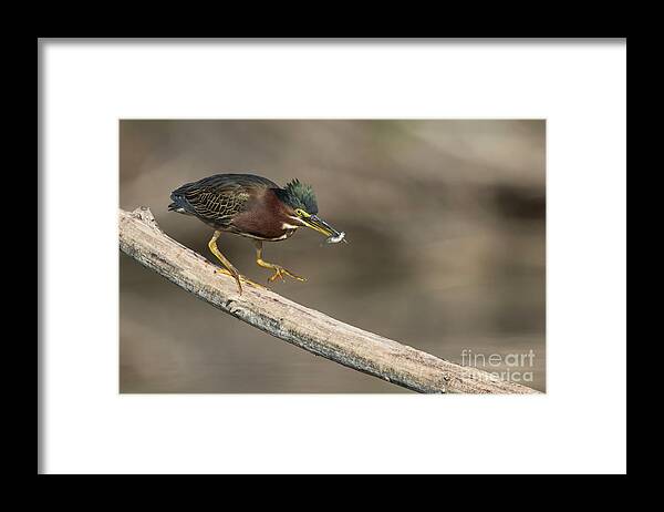 Heron Framed Print featuring the photograph Green Heron with fish by Bryan Keil