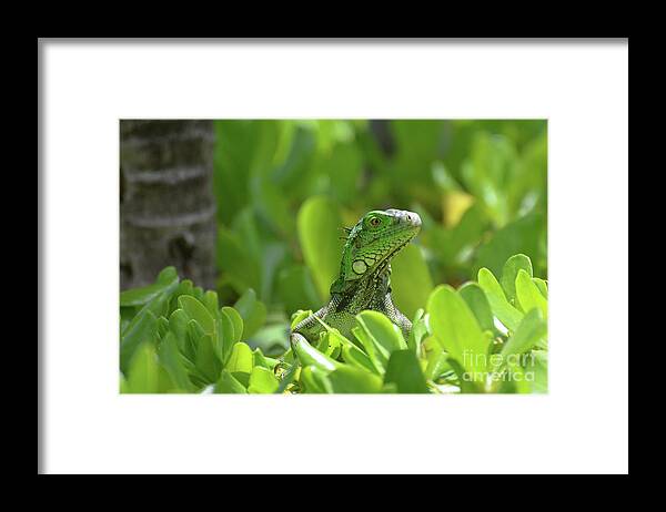 Iguana Framed Print featuring the photograph Green Iguana Peaking Out of a Shrub by DejaVu Designs