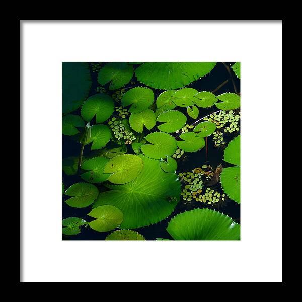 Leaves; Pond; Lotus; Dragon Fly; Australia; Green; Plant; Tropical; Queensland; Water; Framed Print featuring the photograph Green Islands by Evelyn Tambour