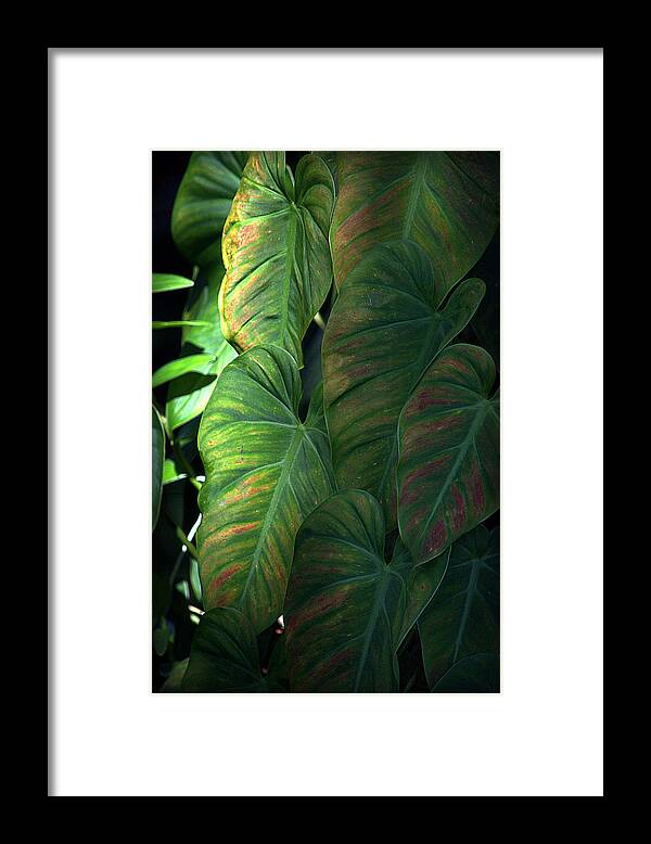 Hawaii Framed Print featuring the photograph Green Leaves At Akaka Falls by Lori Seaman