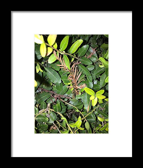  Framed Print featuring the photograph Green Leaves by Rebecca Lucius