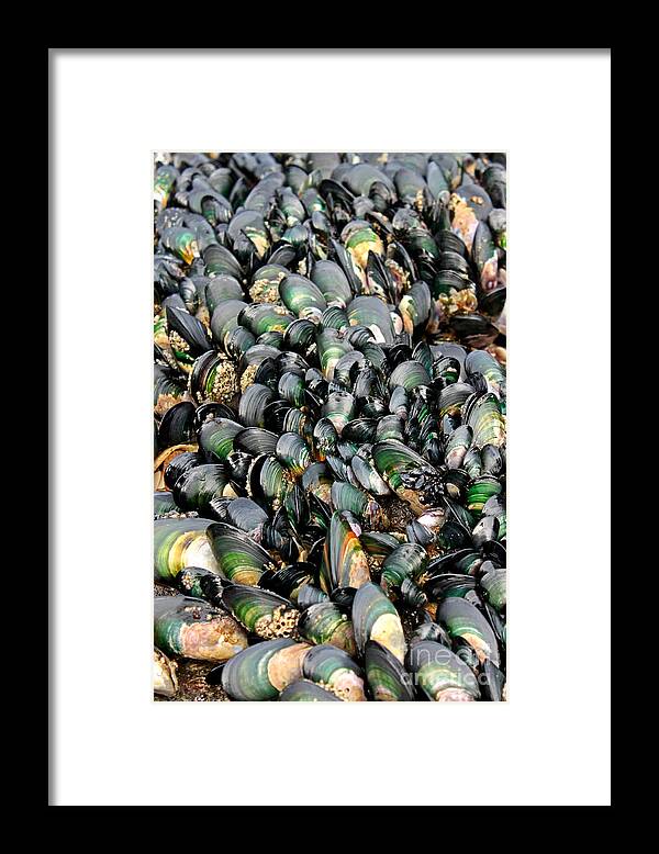 Green Lipped Muscles Framed Print featuring the photograph Green Lipped Muscles by Gee Lyon