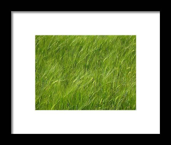 Barley Field Framed Print featuring the photograph Green by Martina Rall