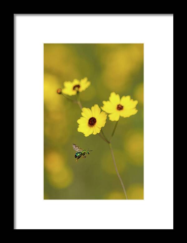Bee Framed Print featuring the photograph Green Metallic Bee by Paul Rebmann