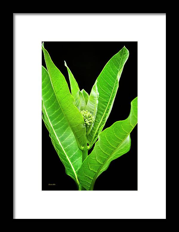 Milkweed Framed Print featuring the photograph Green Milkweed Plant Art by Christina Rollo