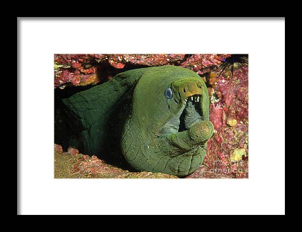 Panamic Green Moray Framed Print featuring the photograph Green Moray by Aaron Whittemore