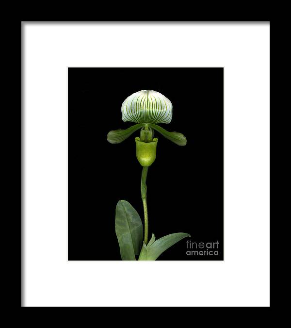 Orchid Framed Print featuring the photograph Green Orchid by Christian Slanec