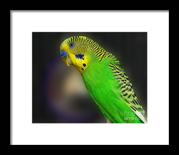 Bird Framed Print featuring the photograph Green Parakeet Portrait by Jai Johnson