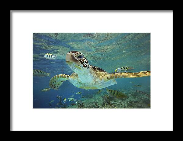 00451418 Framed Print featuring the photograph Green Sea Turtle Swimming by Tim Fitzharris