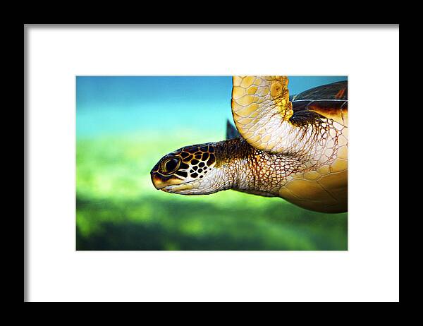 Green Framed Print featuring the photograph Green Sea Turtle by Marilyn Hunt