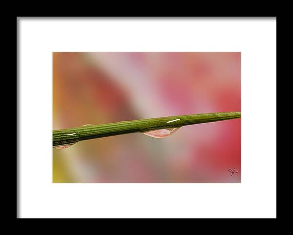 Macro Framed Print featuring the photograph Green Stem by Arthur Fix