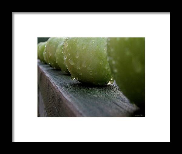 Green Tomato Framed Print featuring the photograph Green Tomato's by Robert Meanor